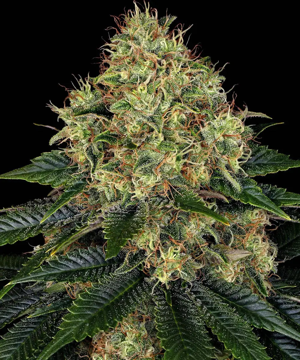 3x Skywalker OG Auto