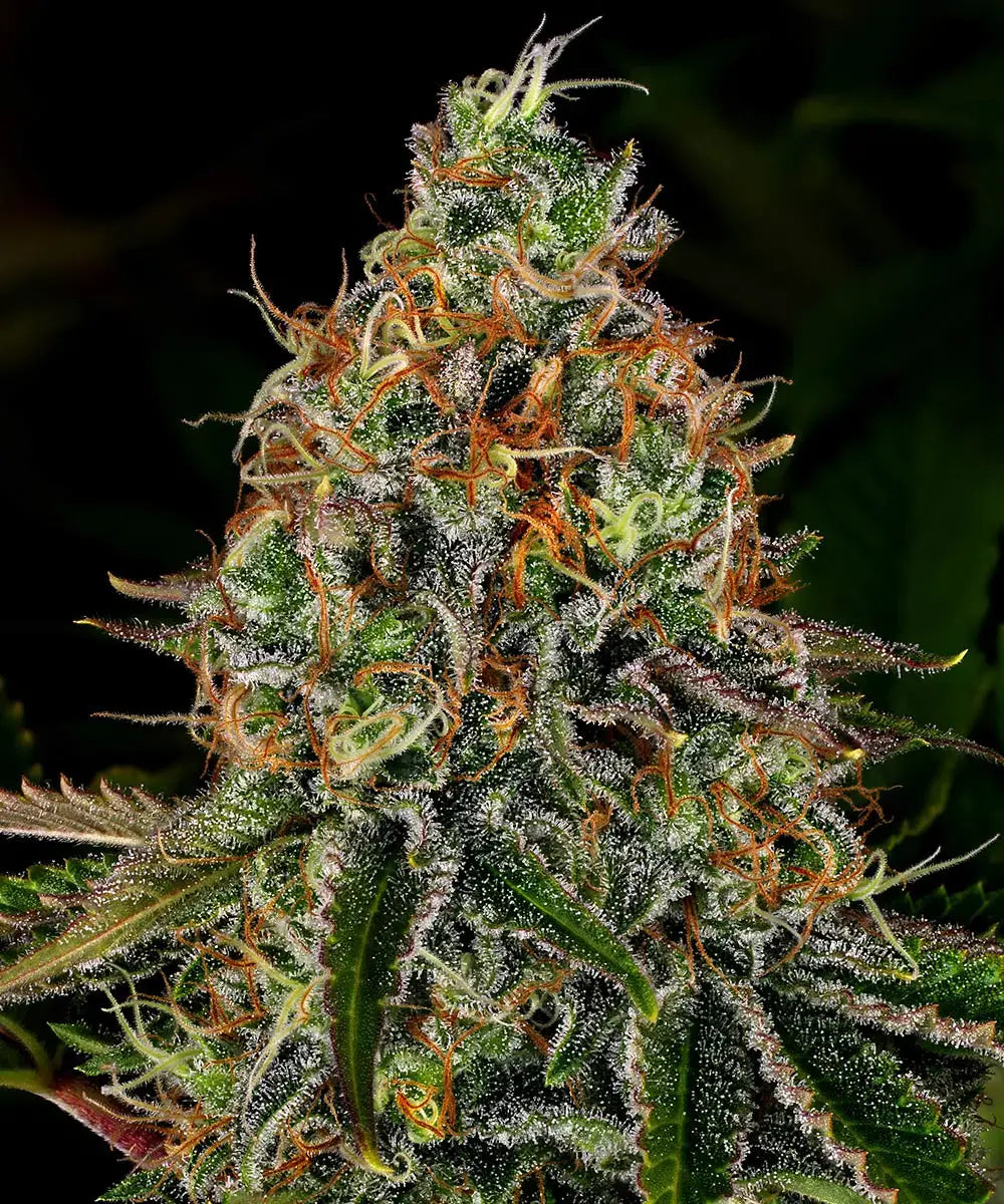 3x Tangerine Dream Auto