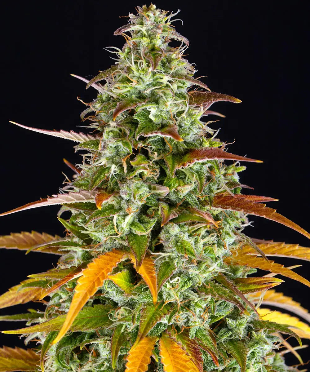 3x Watermelon Zkittlez Auto