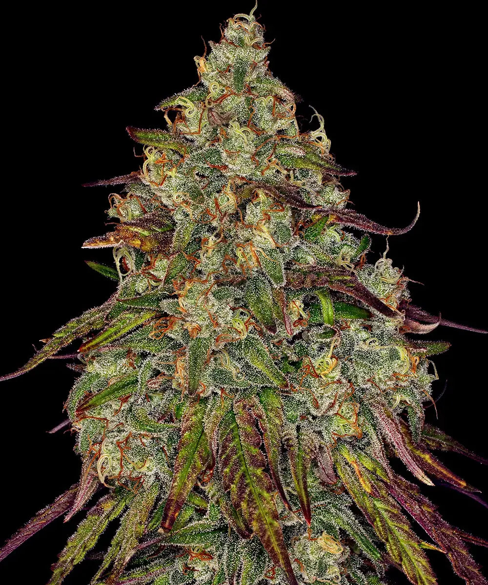 3x Amnesia Lemon