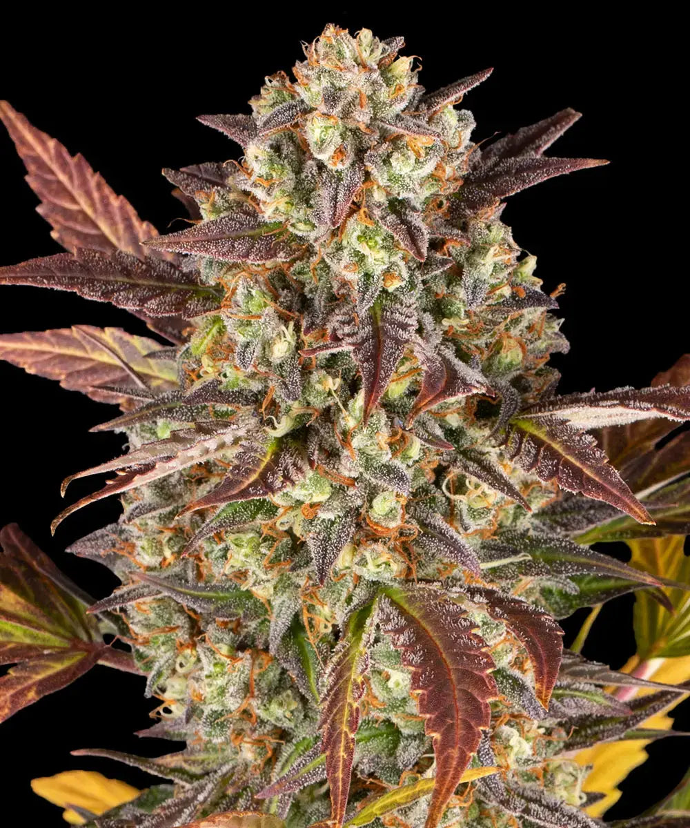 3x Amnesia Haze Auto