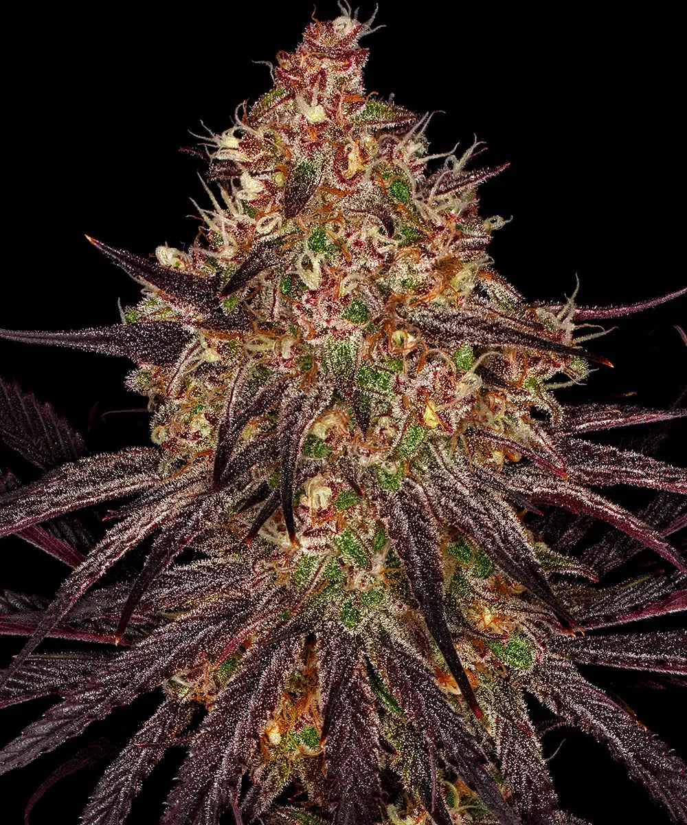 3x Ayahuasca Purple