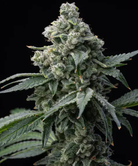 3x Bruce Banner