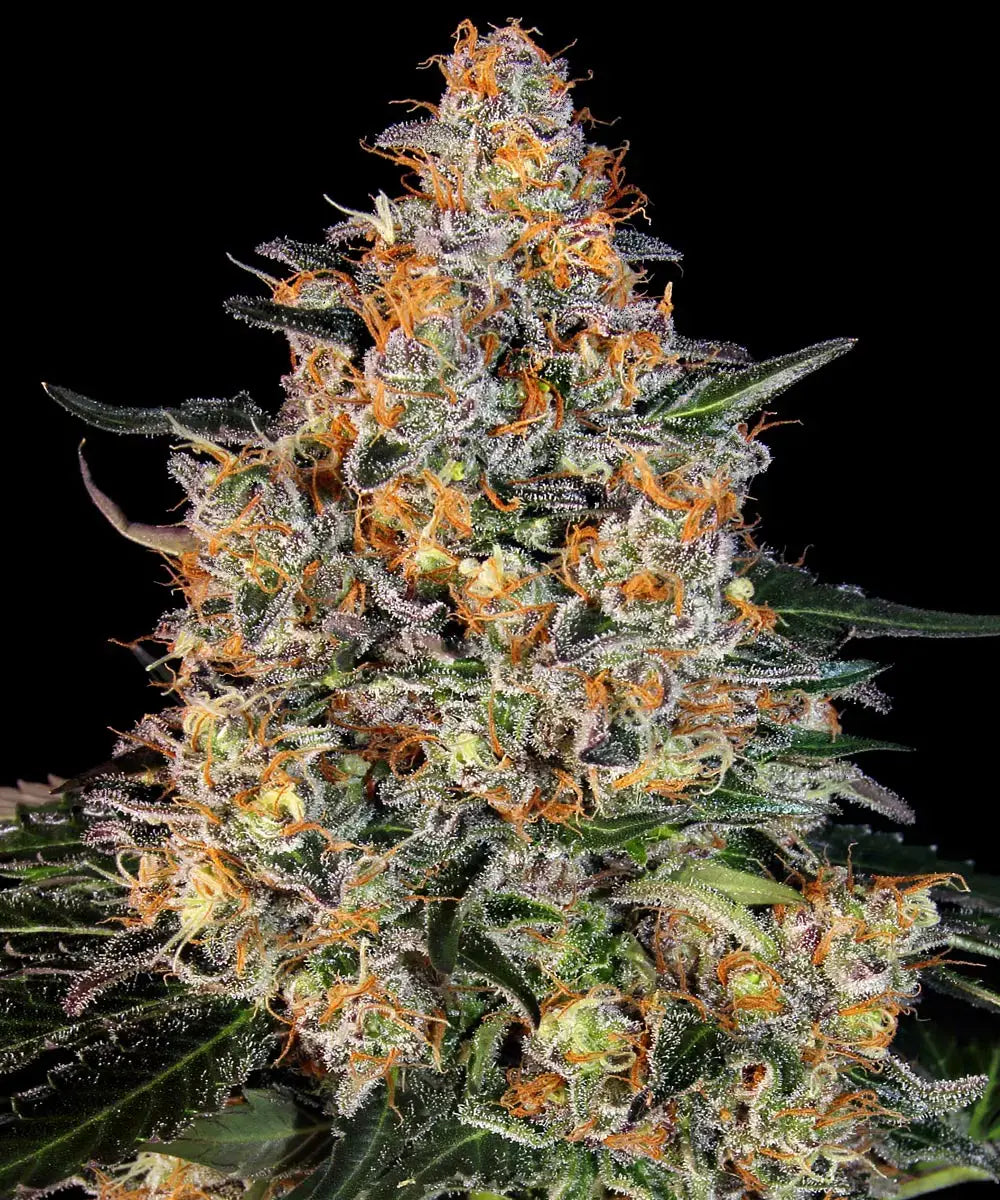 3x Bubba Kush