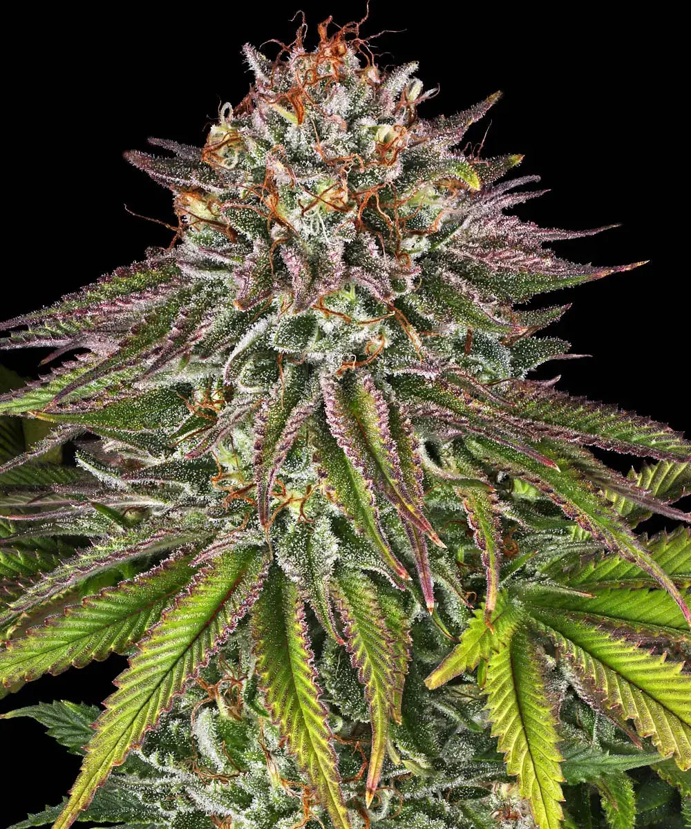 3x Critical Kush