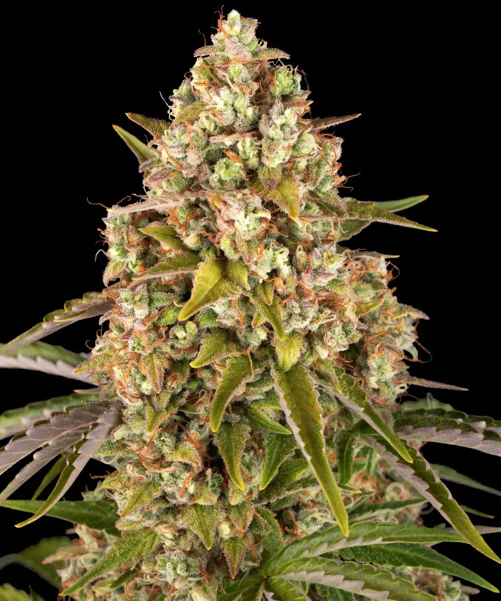3x Critical Kush Auto