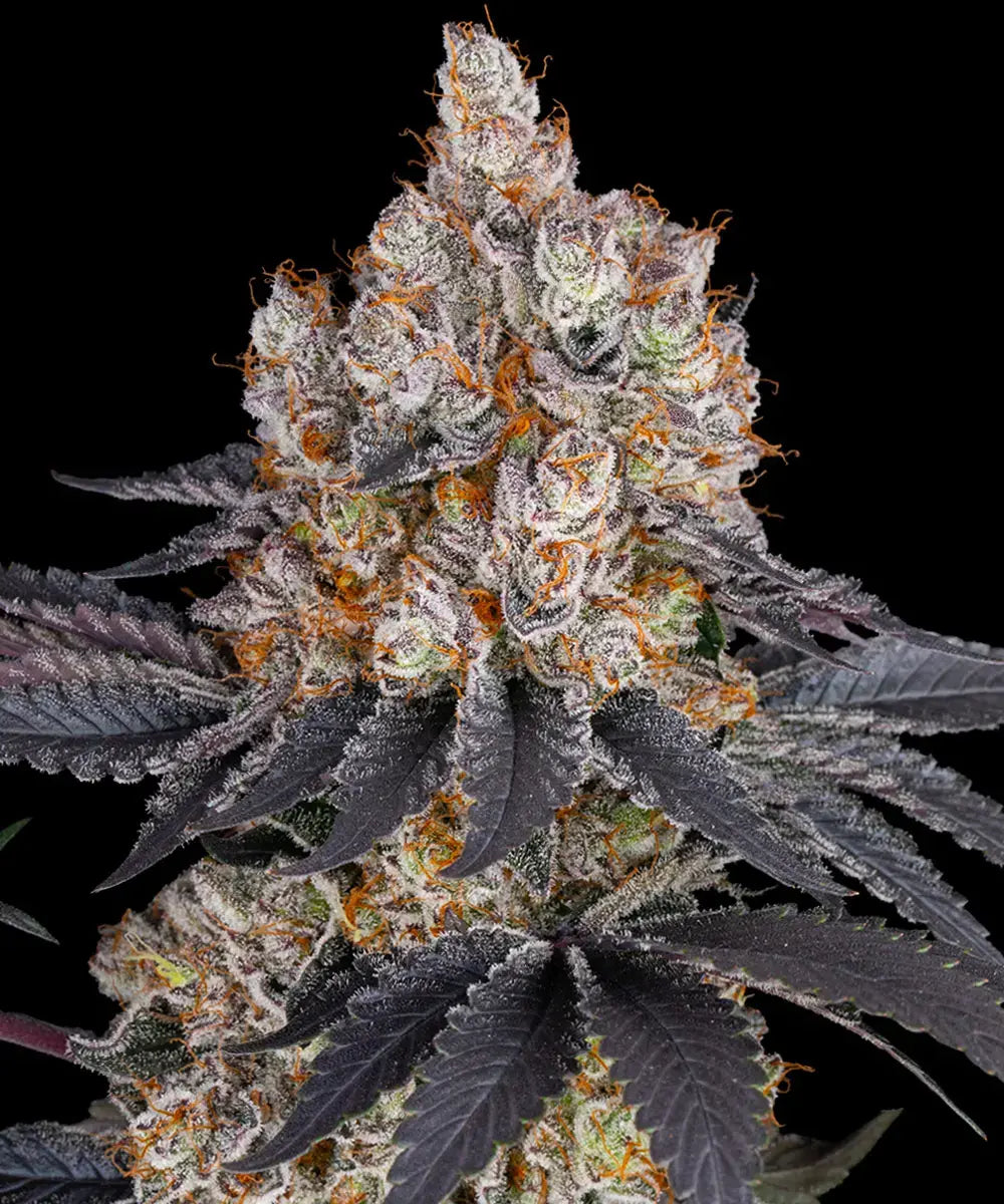 3x Gelato