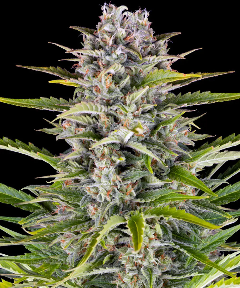 3x Gorilla Zkittlez Auto