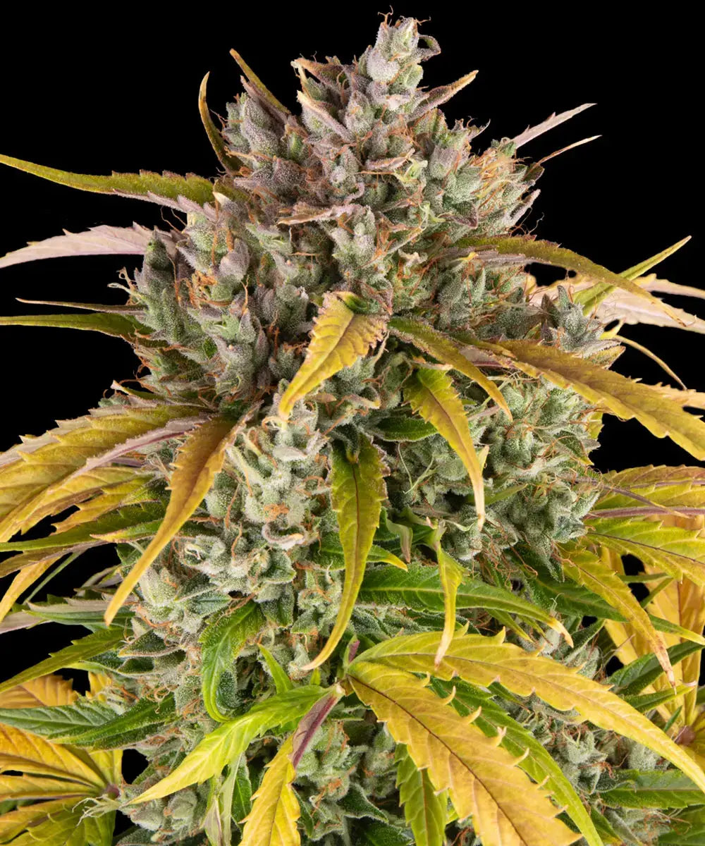 3x LSD Auto