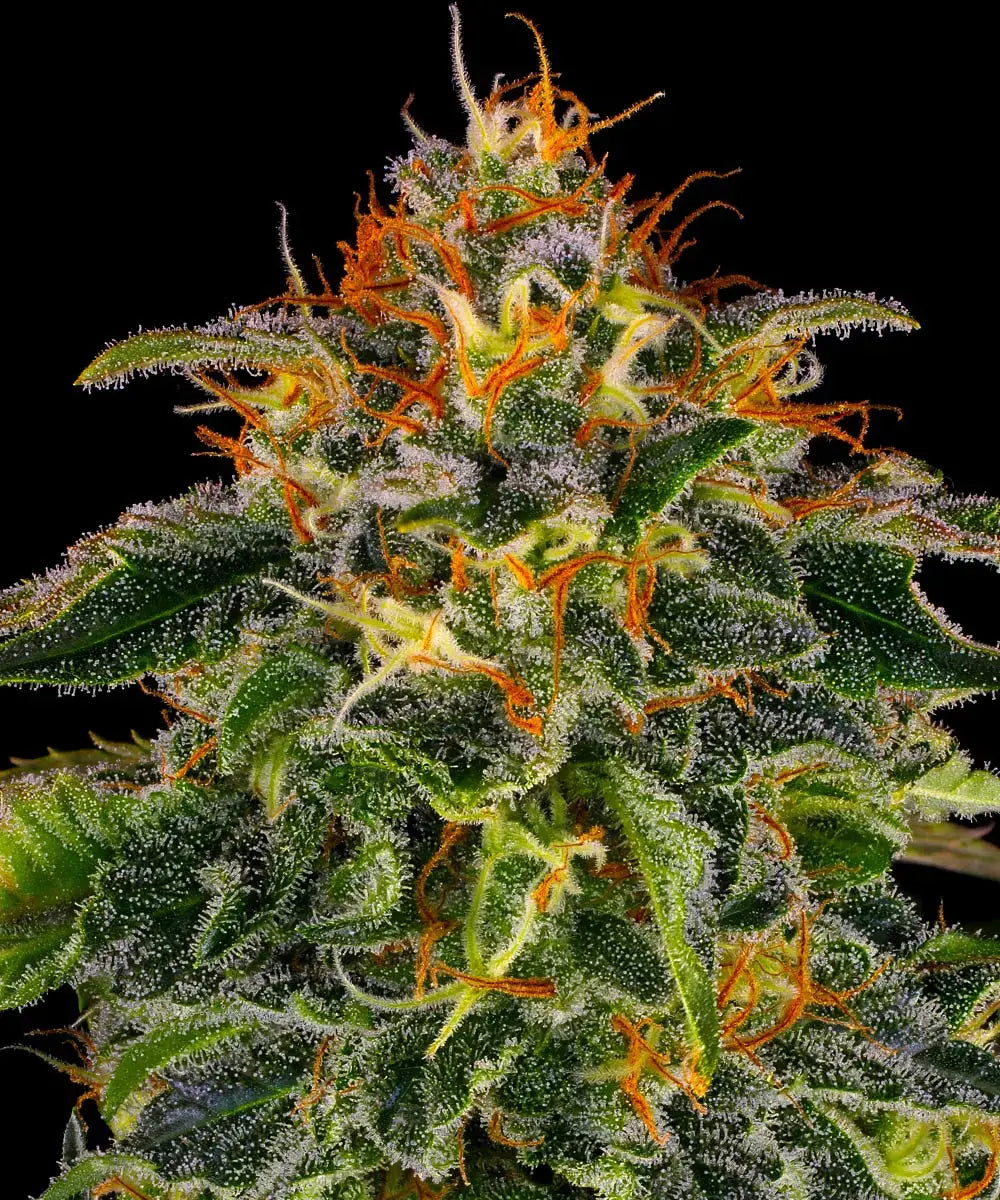 3x Moby Dick
