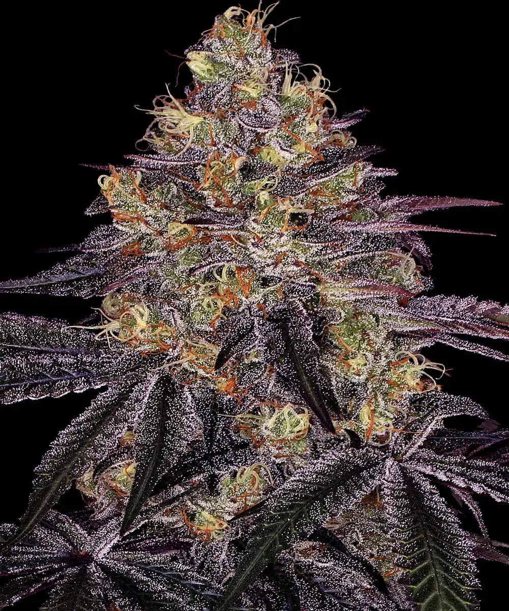 3x Watermelon Zkittlez