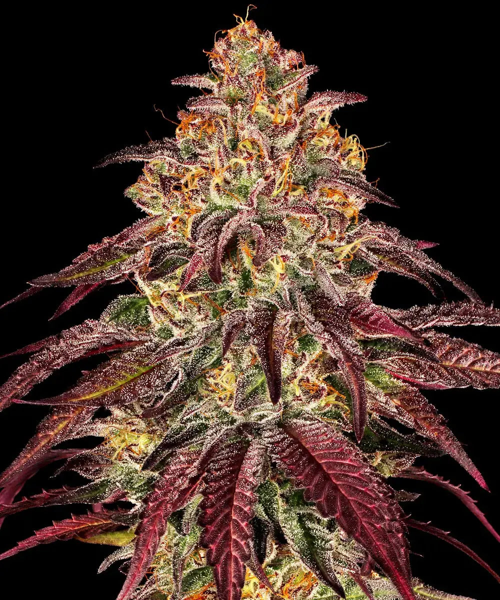 3x Mimosa X Orange Punch Auto