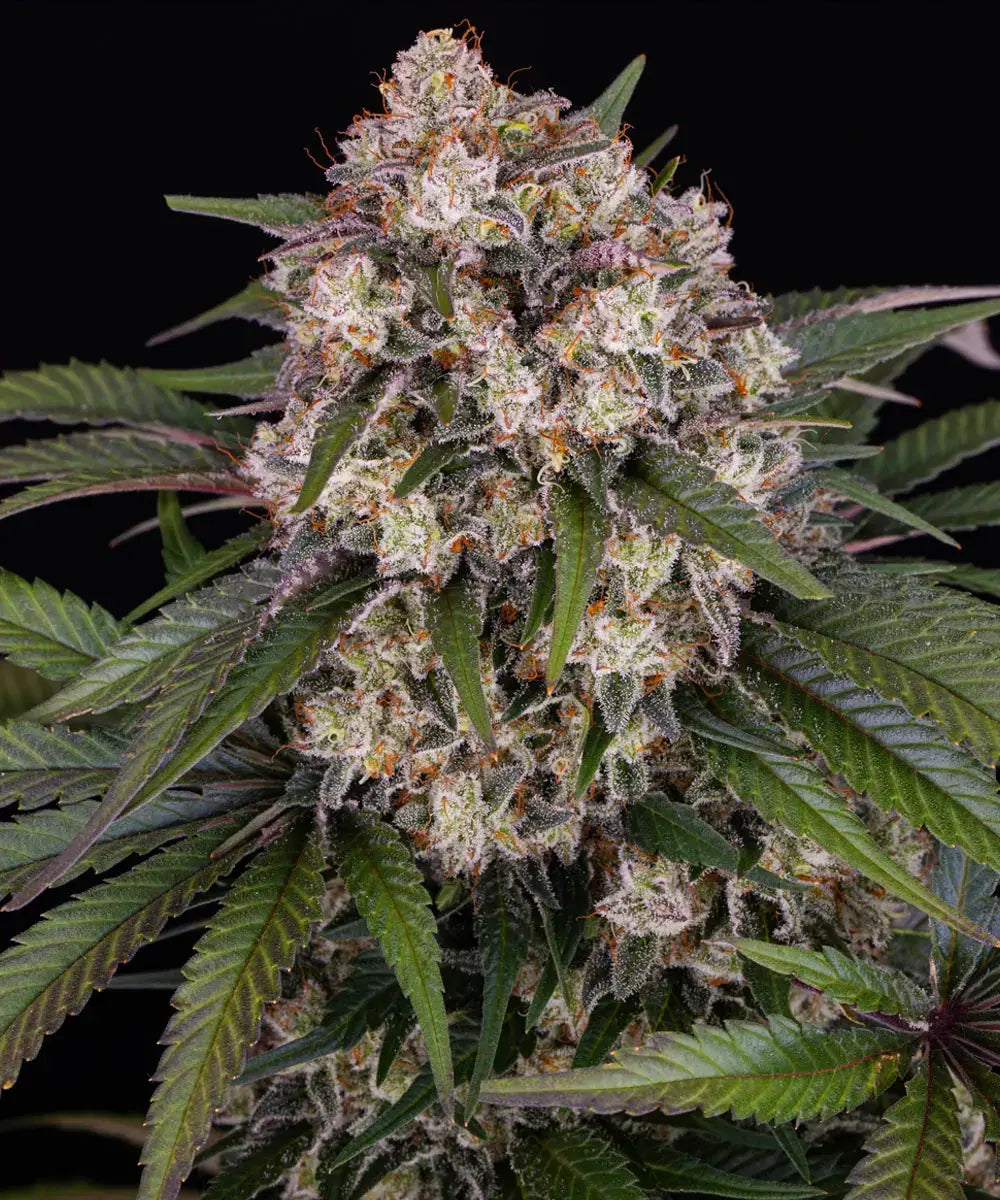 3x OG Kush Auto