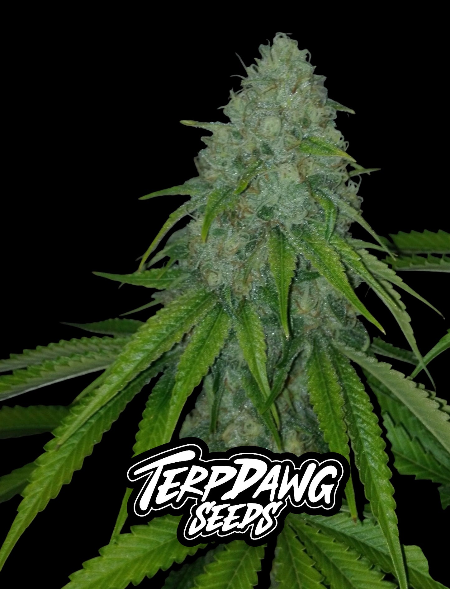 Smarties Kush