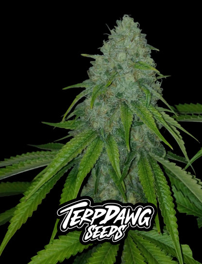 Smarties Kush