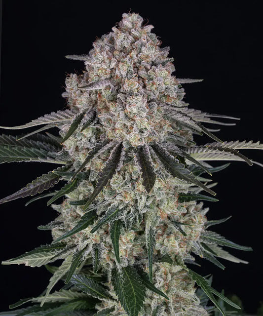 3x Sour Diesel Auto