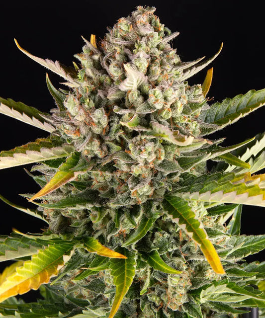 3x Strawberry Cheesecake Auto