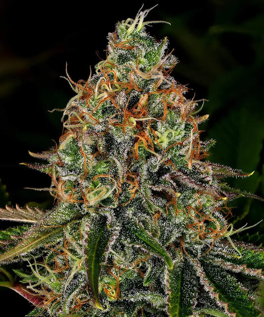 3x Tangerine Dream Auto