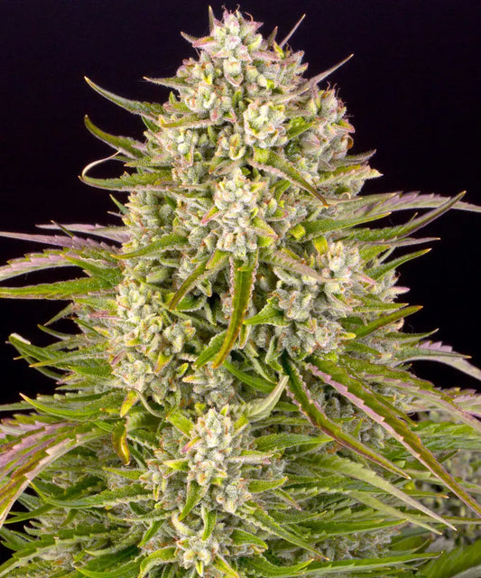 3x Wedding Cake Auto