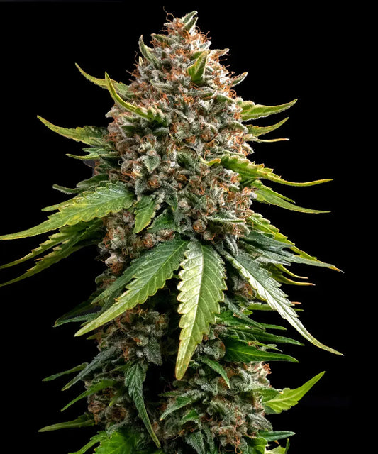 3x White Widow XXL Auto