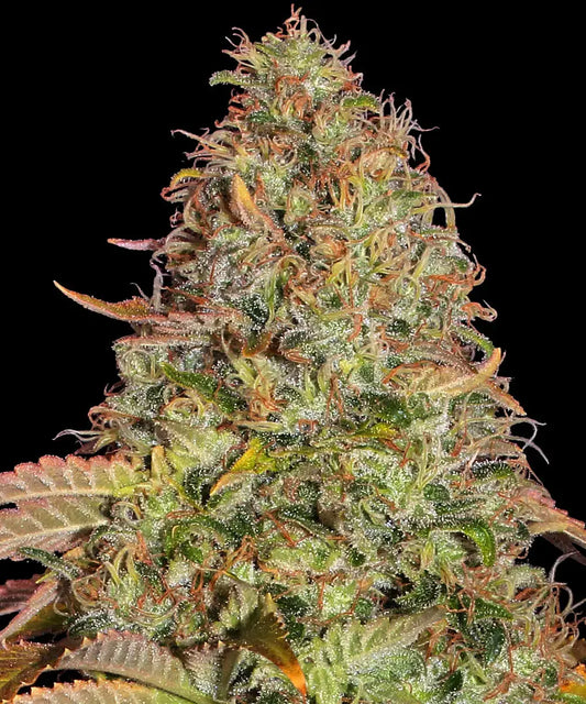 3x Zkittlez OG Auto