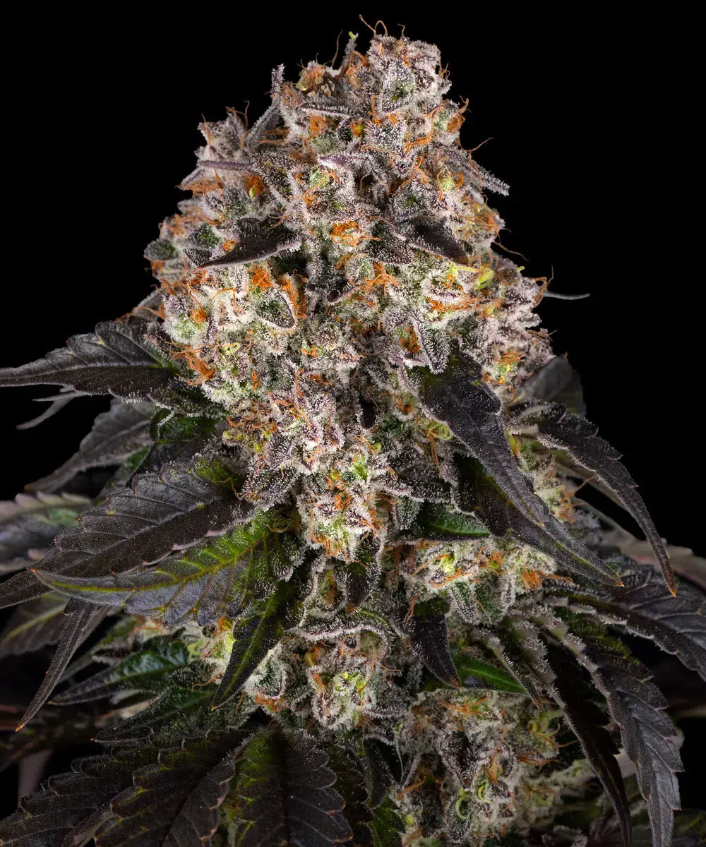 3x Girl Scout Cookies