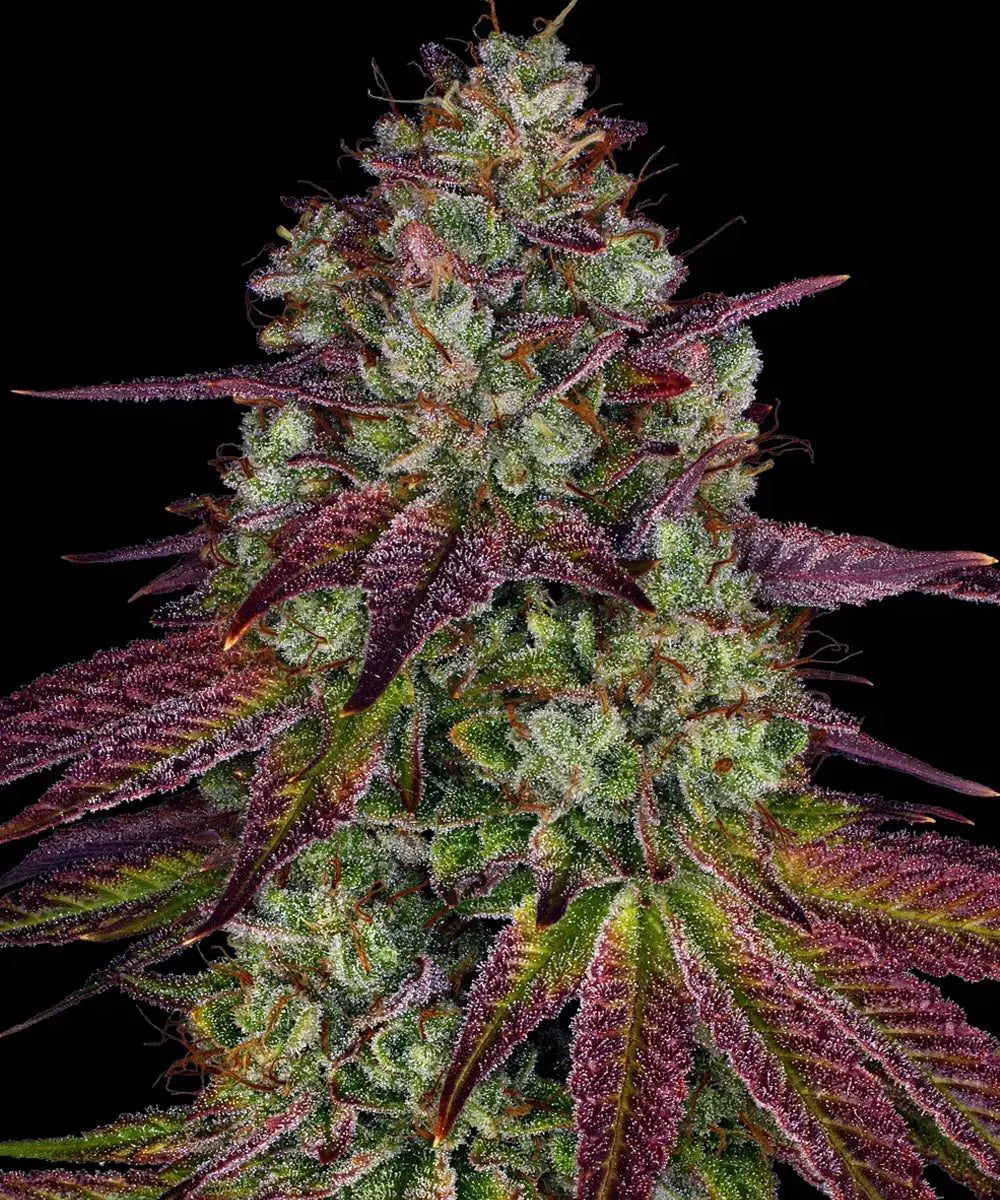 3x Mimosa EVO
