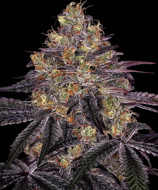 3x Watermelon Zkittlez